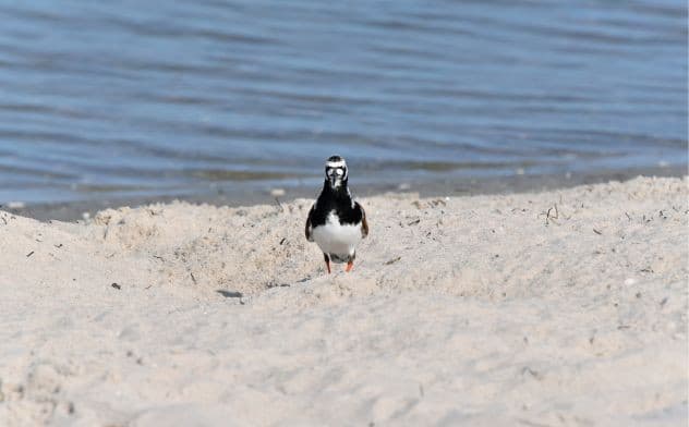 Delmarva
