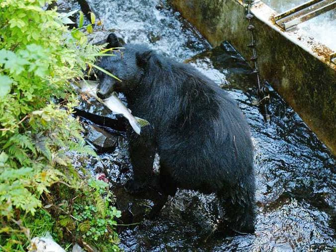Bear Tour