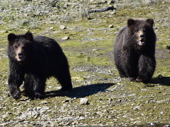 Exclusive Pack Creek Bear Viewing from Juneau