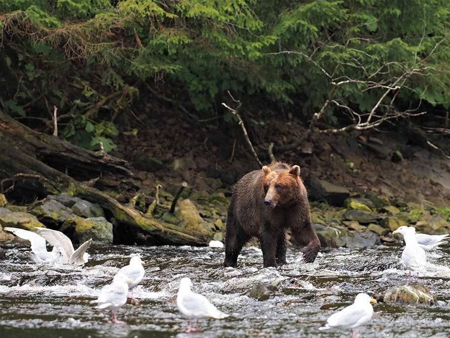 Fortress Of The Bears Waterfall Creek