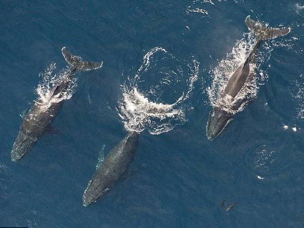 Maui Whale Watching Air Tour: Spectacular Humpbacks Seen from Above