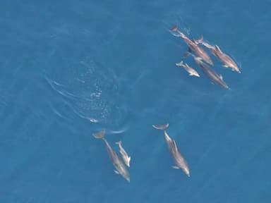Sea & Wildlife Tour by Lost Bay Helicopters — photo 1