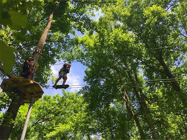 Treetop Discovery