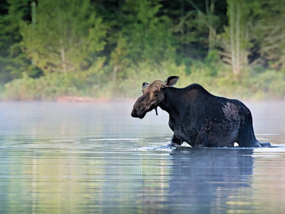 Ellison Air - Susitna River