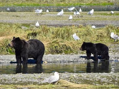 Exclusive Pack Creek Bear Viewing from Juneau — photo 2