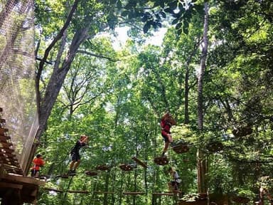 Forest escape — photo 1