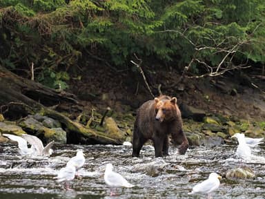 Fortress Of The Bears Waterfall Creek — photo 1