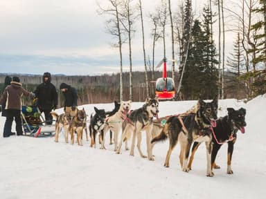 Palmer: "Dogs and Glaciers" Sledding and Helicopter Tour — photo 3