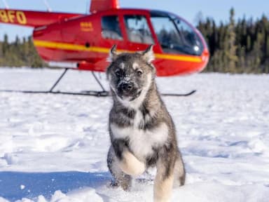 Palmer: "Dogs and Glaciers" Sledding and Helicopter Tour — photo 1