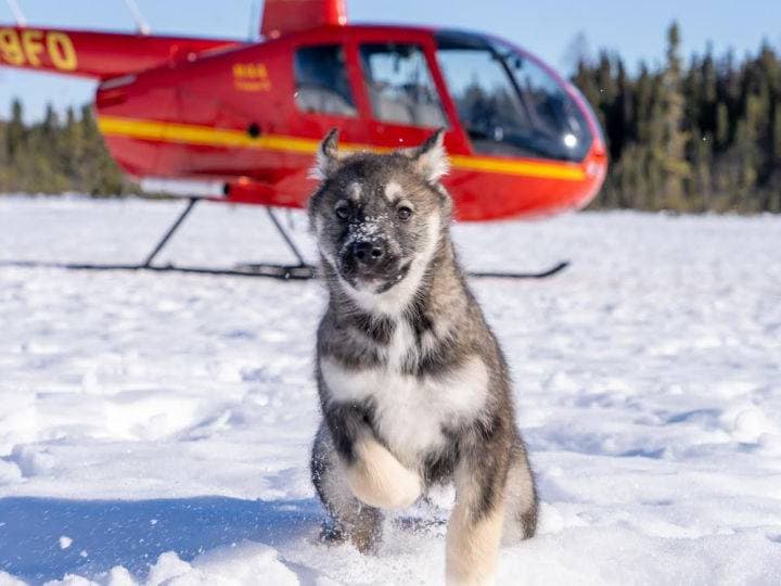 Palmer: "Dogs and Glaciers" Sledding and Helicopter Tour