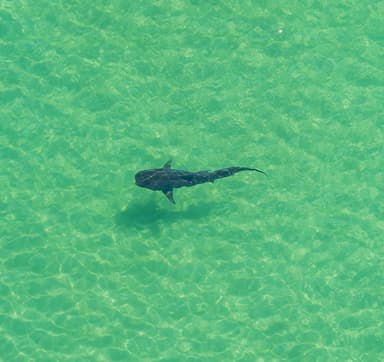 Panhandle Helicopter Ride - Shark Run — photo 1