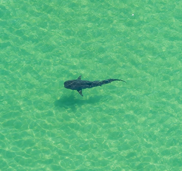 Panhandle Helicopter Ride - Shark Run
