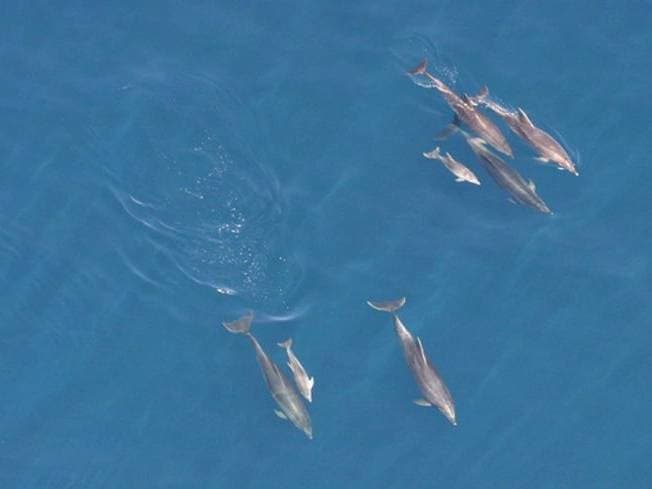 Sea & Wildlife Tour by Lost Bay Helicopters
