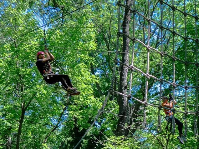 Treetop Journey
