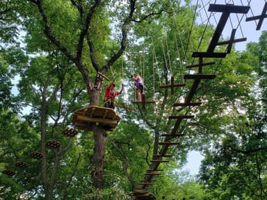 Treetop journey — photo 1
